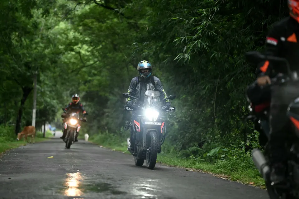 Motorcyclists riding along a wet tree-lined rural road, with a cow grazing on the verge